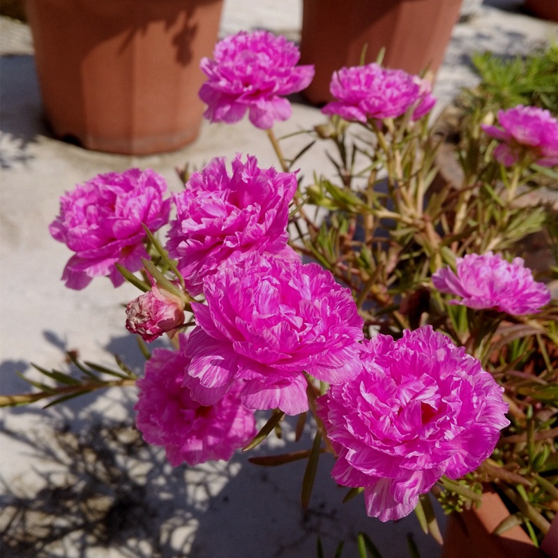 太陽花