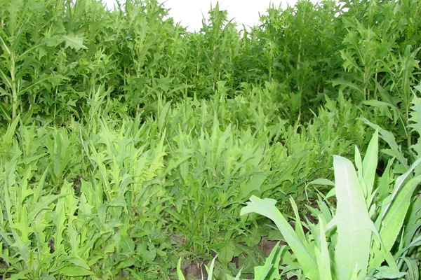 苦荬菜種子怎么進行種植比較好？