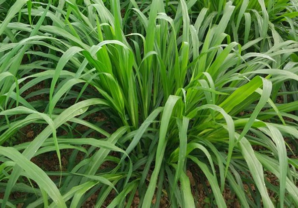 增潤草