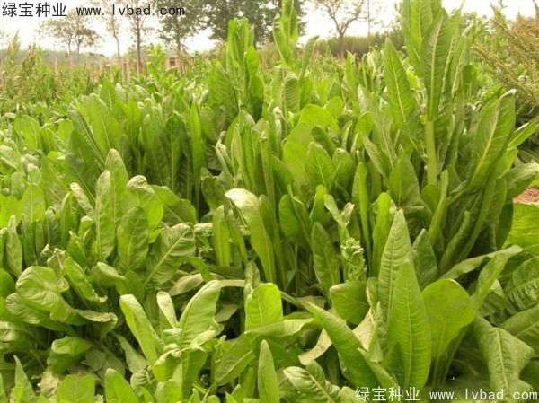 魯梅克斯牧草的優缺點