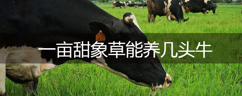一畝甜象草能養幾頭牛