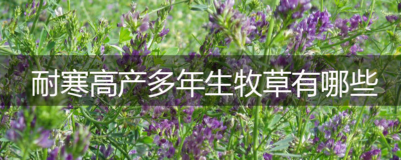 耐寒高產多年生牧草有哪些