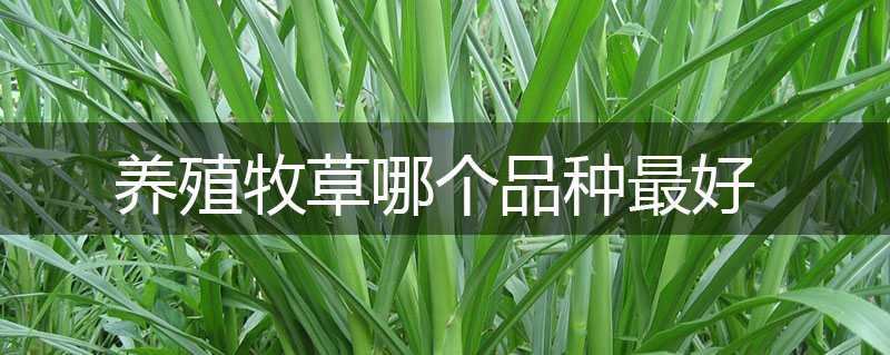 養殖牧草哪個品種最好