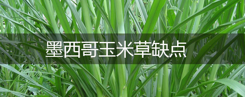墨西哥玉米草缺點