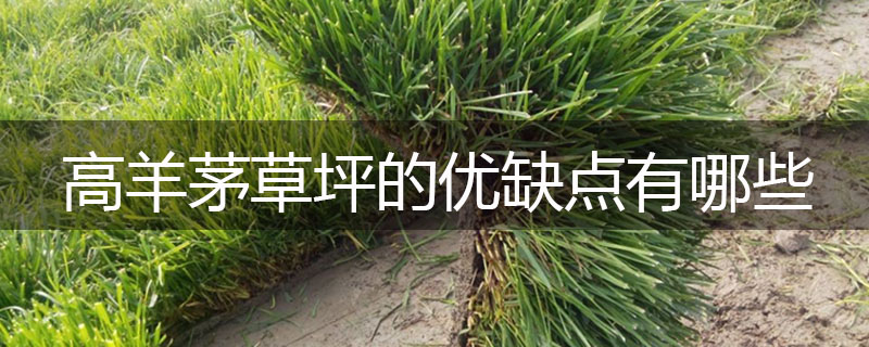 高羊茅草坪的優缺點有哪些