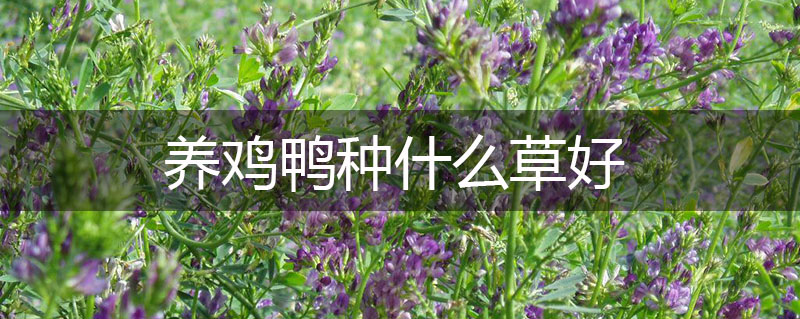 養雞鴨種什么草好