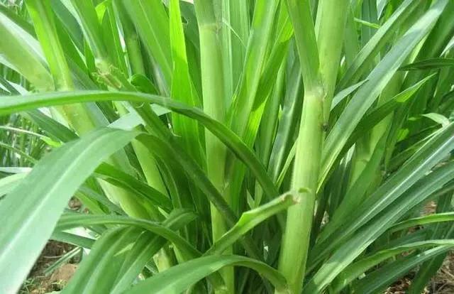 皇竹草養豬、喂雞可降低成本增加收入，栽培方法！