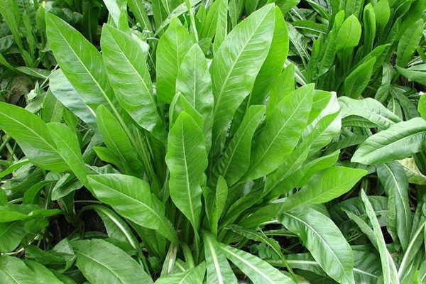 栽種優質牧草——菊苣種子營養價值高 養兔首選