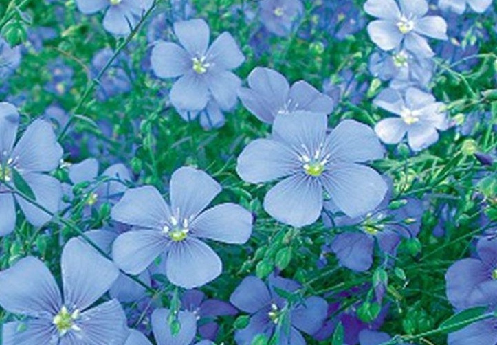 藍花1111.jpg