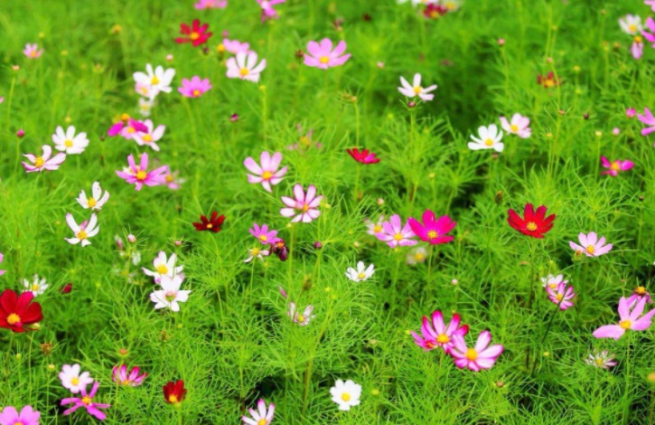 格桑花3.jpg