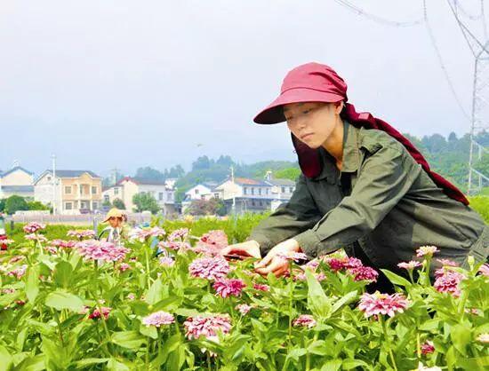 百日草生長期養護要點，百日草一年四季的養護方法