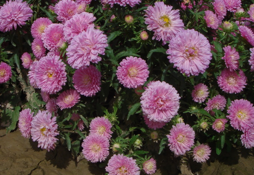 翠菊1.jpg