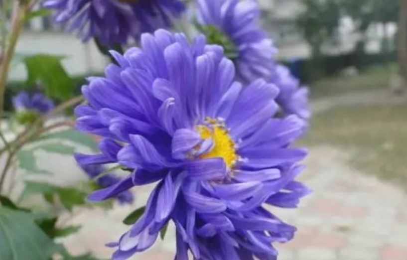 翠菊2.jpg