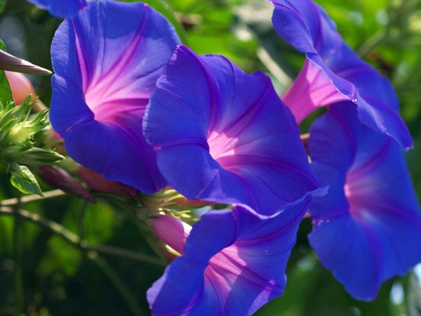 牽牛花.jpg