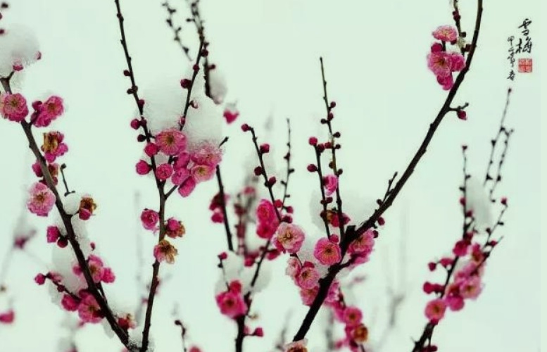 梅花2.jpg