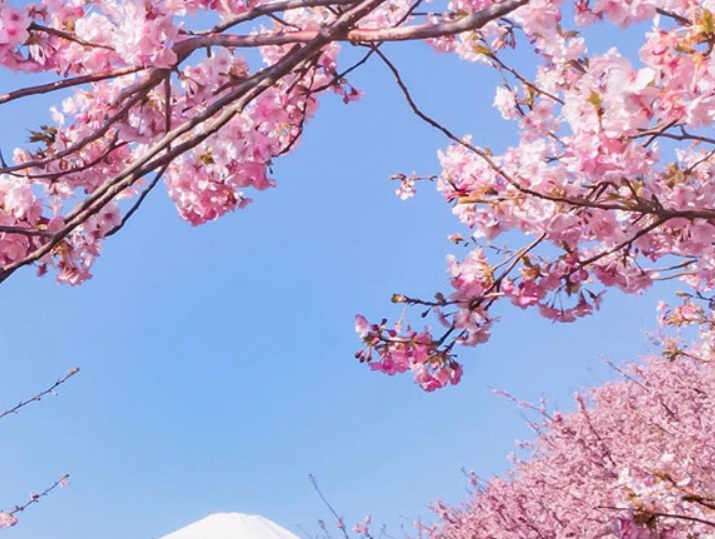 櫻花2.jpg