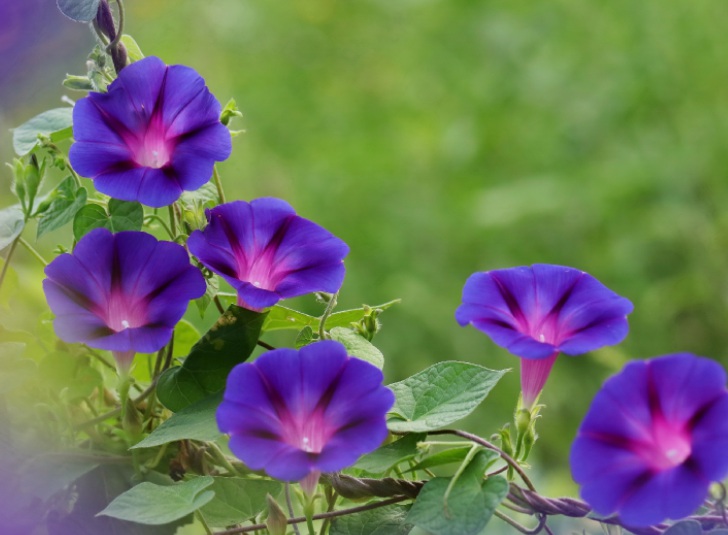牽牛花1.jpg