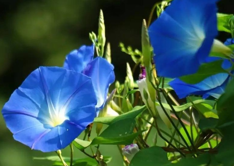 牽牛花2.jpg
