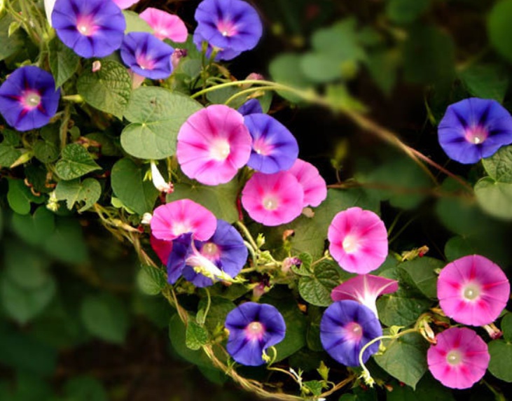 牽牛花3.jpg