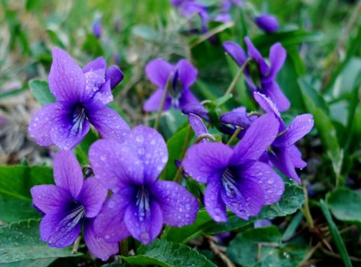 紫花丁.jpg