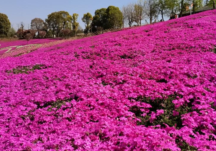 芝櫻花3.jpg