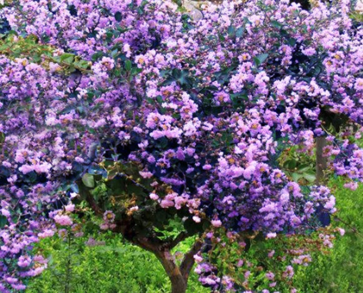 丁香花2.jpg