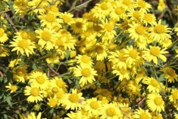 野菊花