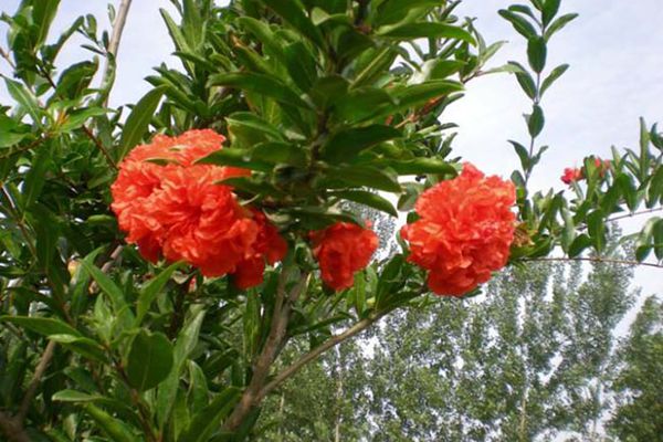 石榴花