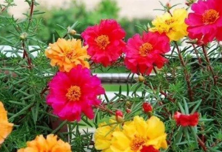 太陽花222222222222222.jpg