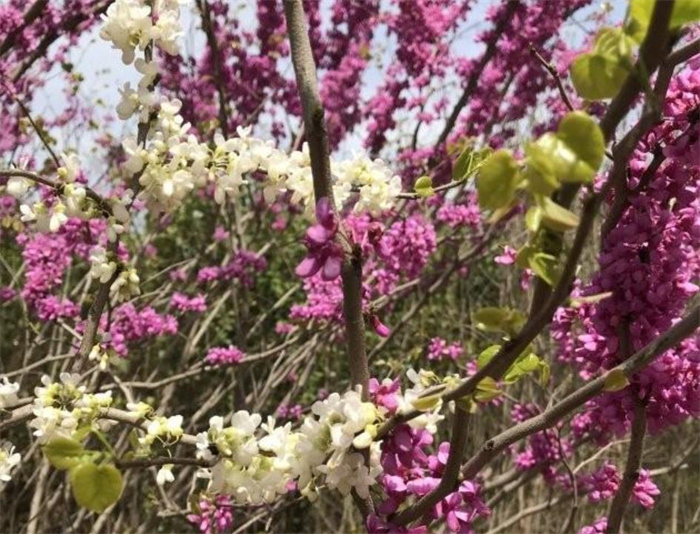 紫荊花