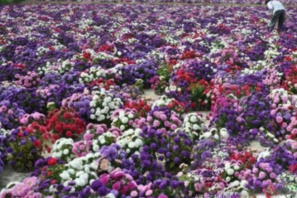 .翠菊