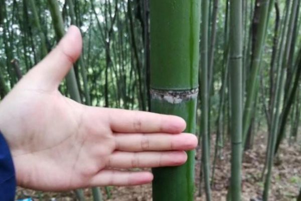 竹子