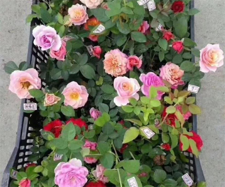 月季
