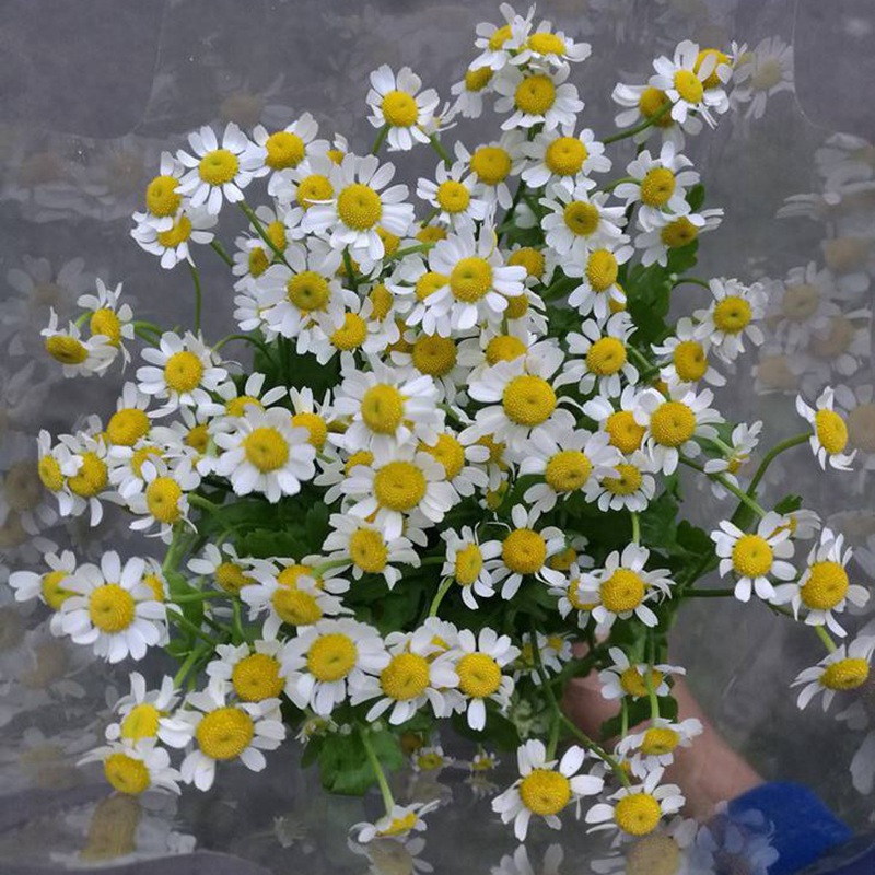 小雛菊