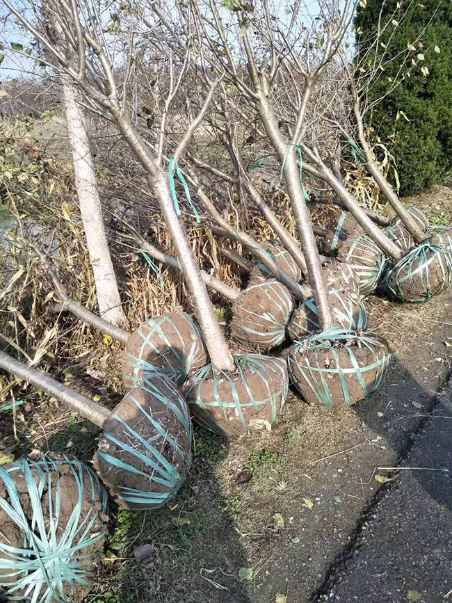 櫻花