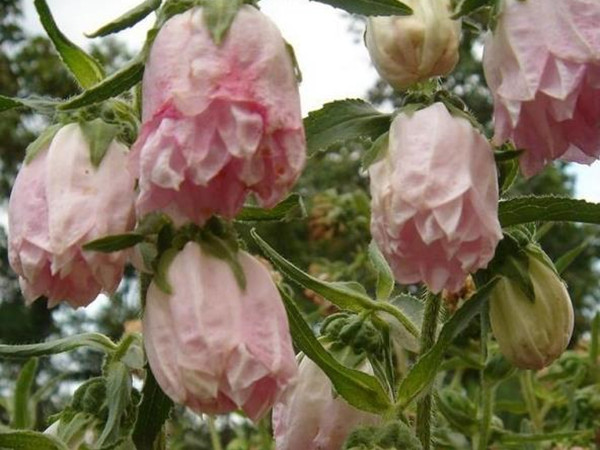 風鈴草