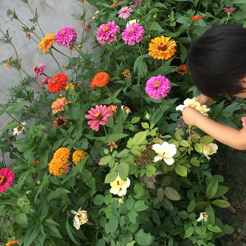 百日草發芽后多久開花