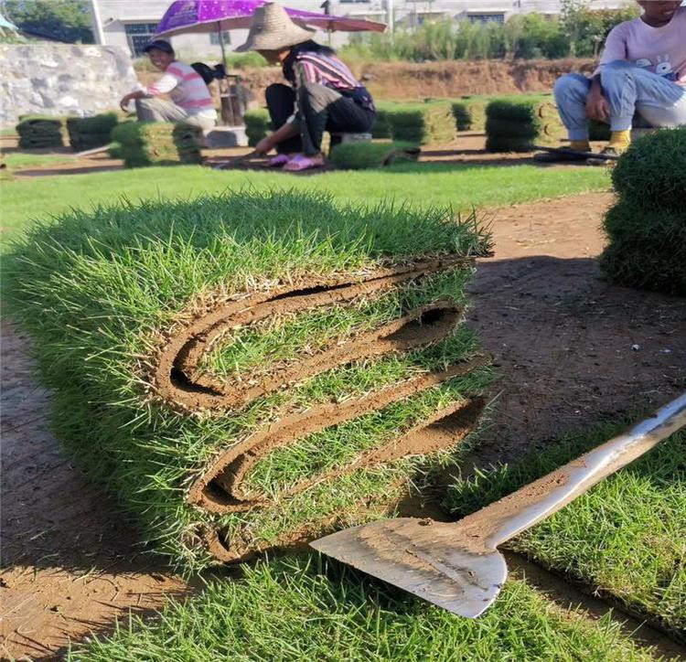 結縷草