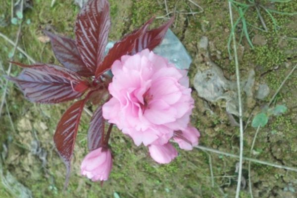 關山櫻花