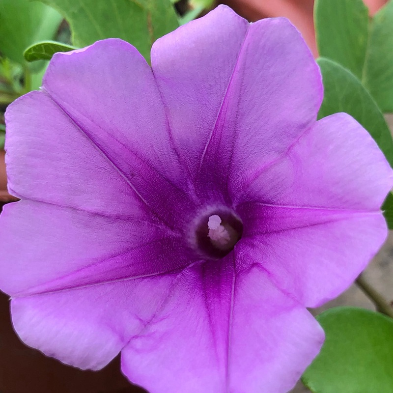 牽牛花
