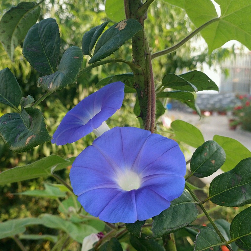 牽牛花