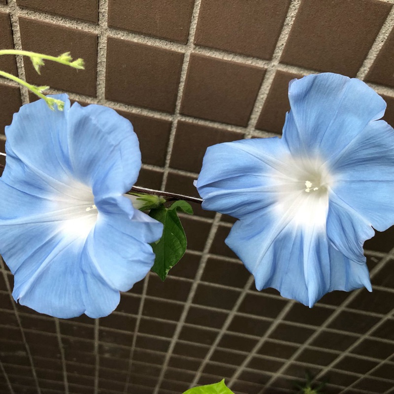 矮牽牛花
