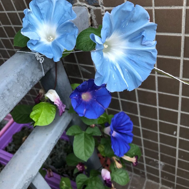 矮牽牛花
