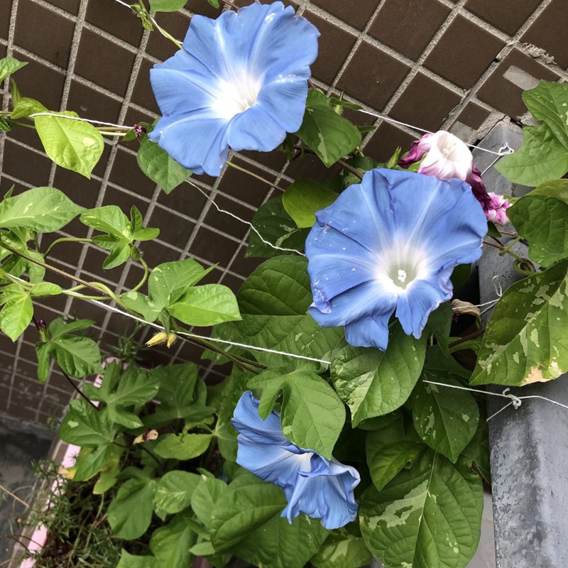 矮牽牛花