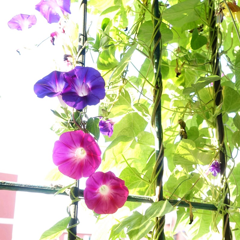 牽牛花