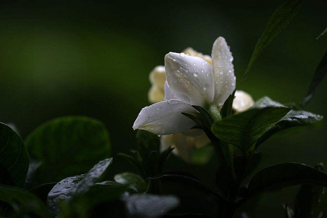 梔子花