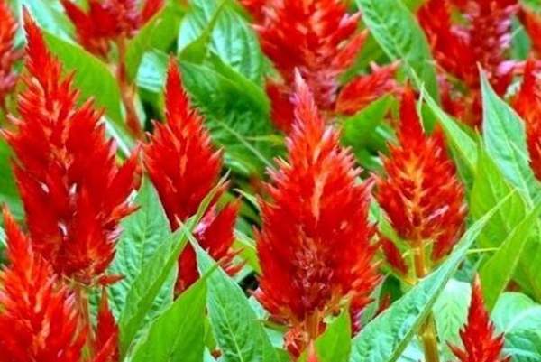 雞冠花