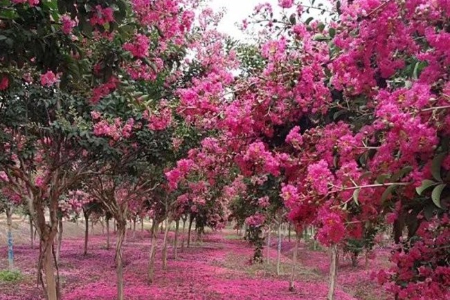 紫薇花樹