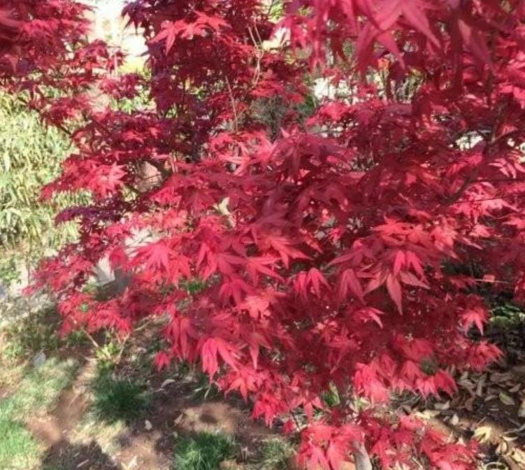 日本紅楓