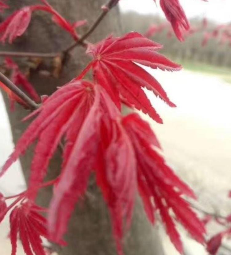 日本紅楓